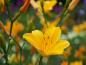 Preview: Hemerocallis 'From China with Love' | Taglilie